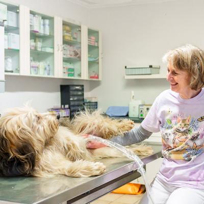 Ultraschall, Tierarztpraxis Kottingbrunn