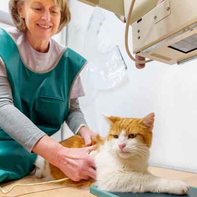 Röntgen, Tierazrtpraxis Kottingbrunn