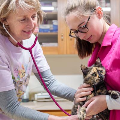 Vorsorge-Check Tierarztpraxis Kottingbrunn