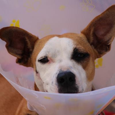 Routine OPs Tierarztpraxis Kottingbrunn